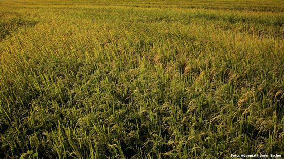 Riesige Reisplantagen statt indigener Nutzfläche. In Brasilien vertreiben Investoren Indigene von ihrem Land, um darauf gewinnbringend anzubauen. Dieser Konflikt brachte vielen Indigenen den Tod.