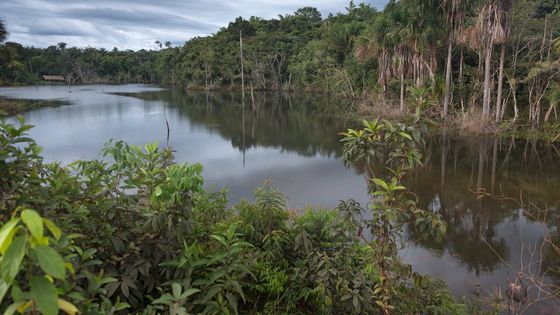 Ein Amazonas-Schutzgebiet in Brasilien. Foto: Adveniat/Escher