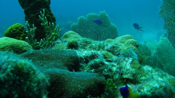 Ein Korallenriff in Belize. Foto: Lauretta Burke, World Resources Institute. CC BY-NC-SA 2.0