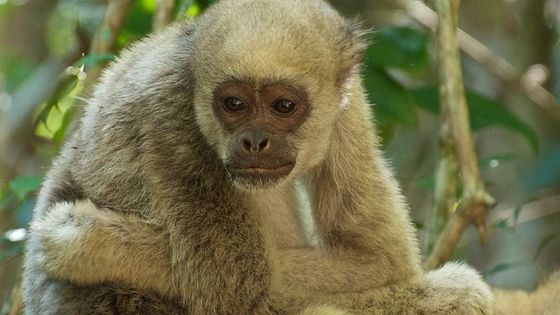Muriqui-Affe in Brasilien. Der Ausbruch von Gelbfieber bedroht die Tiere in doppelter Hinsicht. Foto: Peter Schoen, CC BY 2.0
