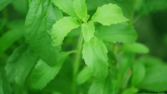 Der pflanzliche Süßstoff Stevia gilt als gesündere Alternative zu Zucker. Foto: 13082/Pixabay, CC0 1.0.