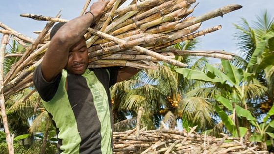 Arbeiter bei der Zuckerrohrernte. Symbolbild aus Haiti: Adveniat/Pohl