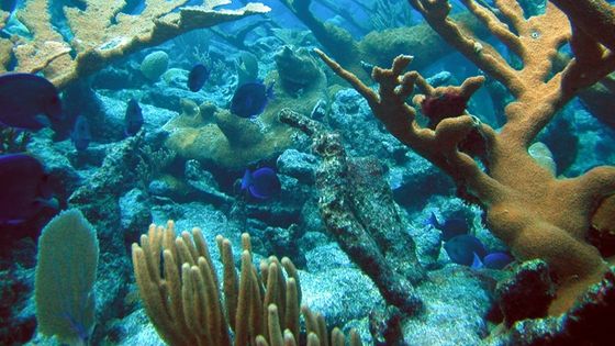Greenpeace versucht das Korallenriff zu schützen. (Symbolfoto) Foto: NOAA's National Ocean Service/Flickr