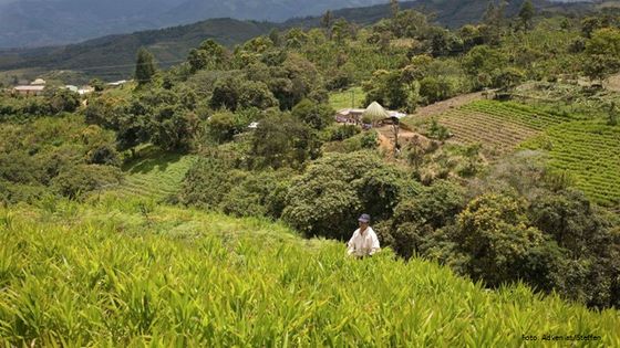Finca mit ökologischem Landbau in Capuli Grande, El Tambo, Kolumbien. Foto (Symbolbild): Adveniat/Steffen
