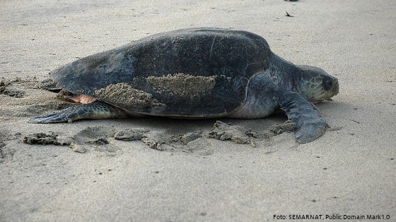 Die Meeresschildkröte Golfina ist vom Aussterben bedroht. Foto: SEMARNAT, Public Domain Mark 1.0