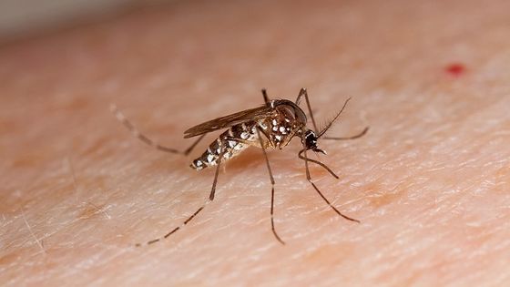 Mücken übertragen das Zika-Virus. In den vergangenen Monaten sind die Neuinfektionen in Brasilien stark zurückgegangen. Foto: USDA photo by Stephen Ausmus, CC BY 4.0