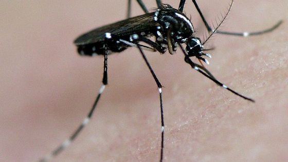 Die Mücke Aedes aegypti überträgt das Virus. Foto: frankieleon, CC BY 2.0