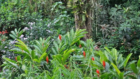 Costa Rica gehört zu den wenigen Ländern auf der Welt, die den Waldschwund erfolgreich aufhalten konnten. Foto: Smilla4. CC BY-NC 2.0.