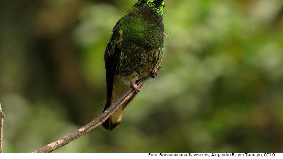 17 Kolibri-Arten bevölkern Mexikos Hauptstadt. Foto: Colibrí chupasavia, Alejandro Bayer Tamayo, CC 1.0