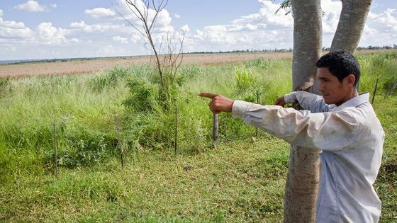 Agro-Monokulturen, wie der extensive Soja-Anbau, sind in Paraguay auf dem Vormarsch. Foto: Adveniat/Jürgen Escher