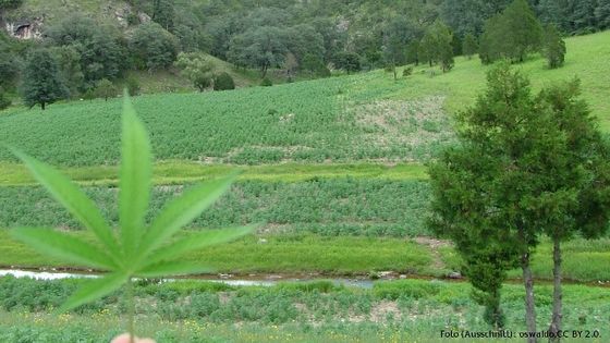 Ein Feld mit Marihuana-Pflanzen in Mexiko. Foto: oswaldo, CC BY 2.0.