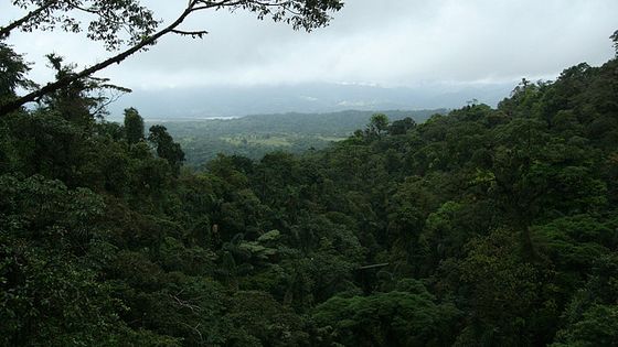 Nationalpark in Costa Rica. Foto: stevendepolo. CC BY 2.0.
