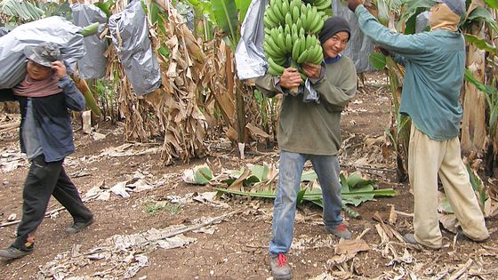 Die Arbeiter auf den Bananenplantagen bekommen Krankheiten von den Agrargiften. Foto: Max Nathans. CC BY-NC-ND 2.0