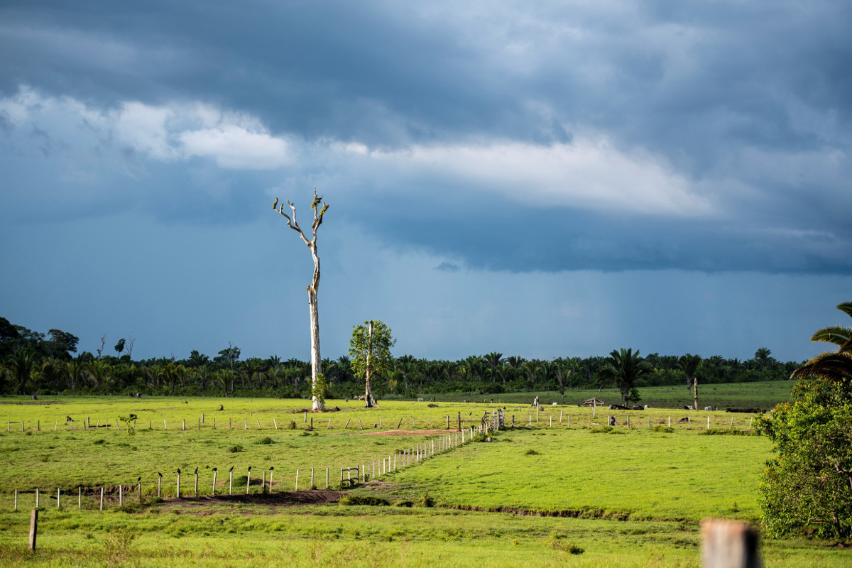 Rinderweiden auf abgeholzter Amazonas-Regenwaldfläche zwischen Alenquer und Óbidos in Brasilien. Foto: Adveniat/Florian Kopp