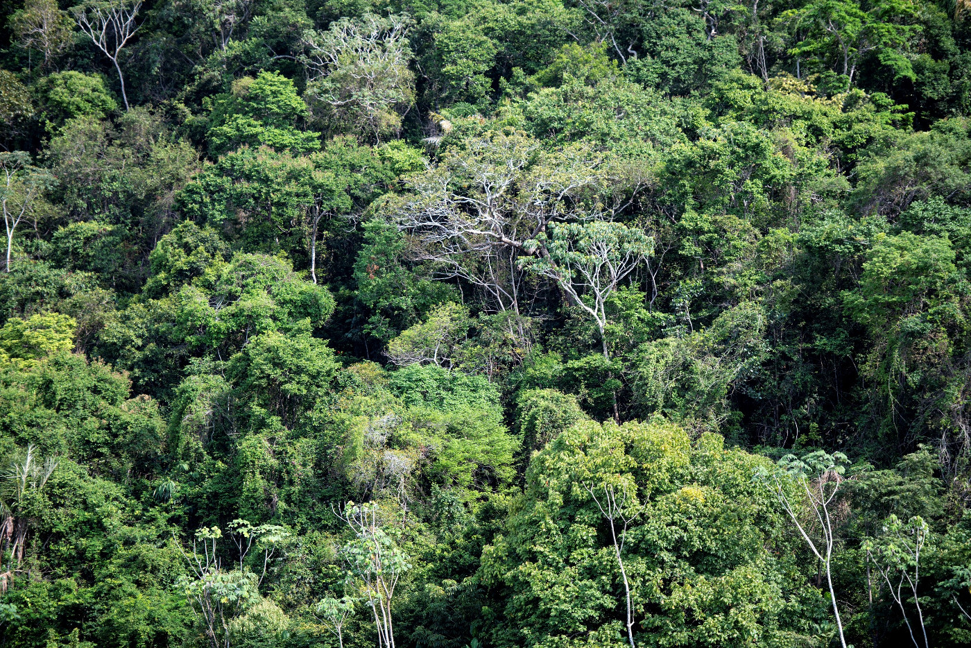 Amazonas-Regenwald in Brasilien. Foto: Adveniat/Florian Kopp