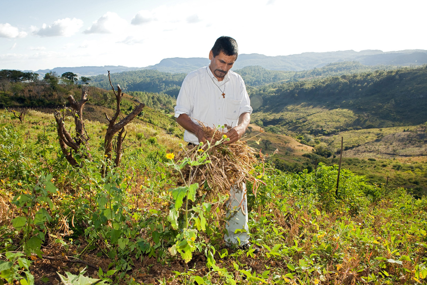 Bauer José Abad aus Ojo de Agua, Honduras, bei der Bohnenernte auf seinem Feld. Foto (Symbolbild): Adveniat/Achim Pohl