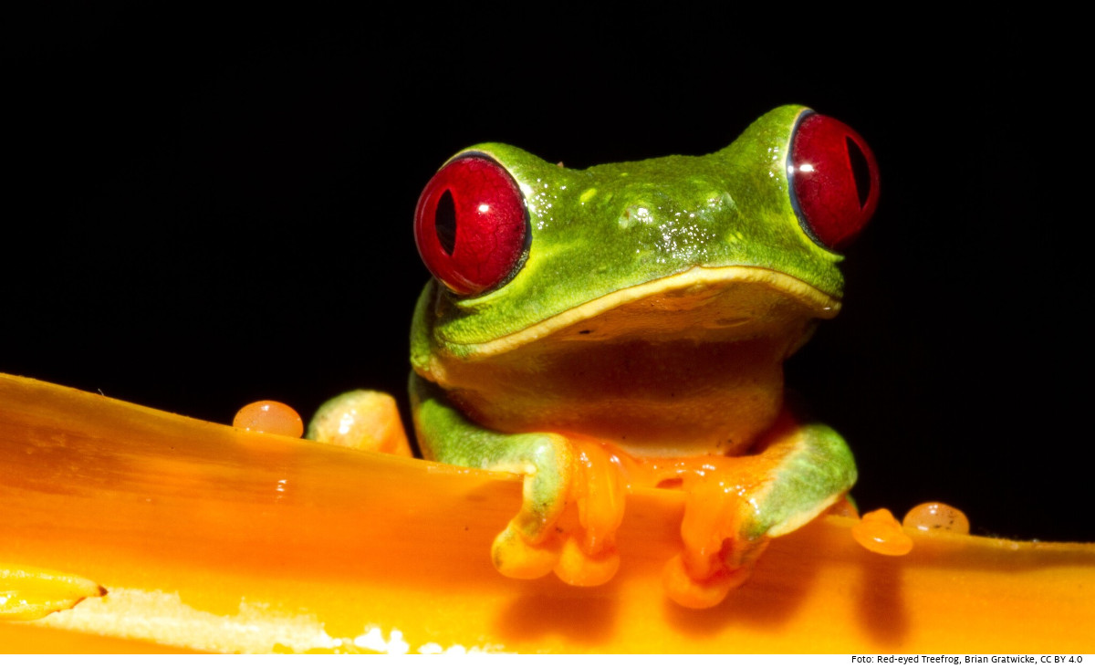 Rotäugiger Baumfrosch in Panama. Foto (Symbolbild): Red-eyed Treefrog (Agalychnis callidryas), Brian Gratwicke, CC BY 4.0