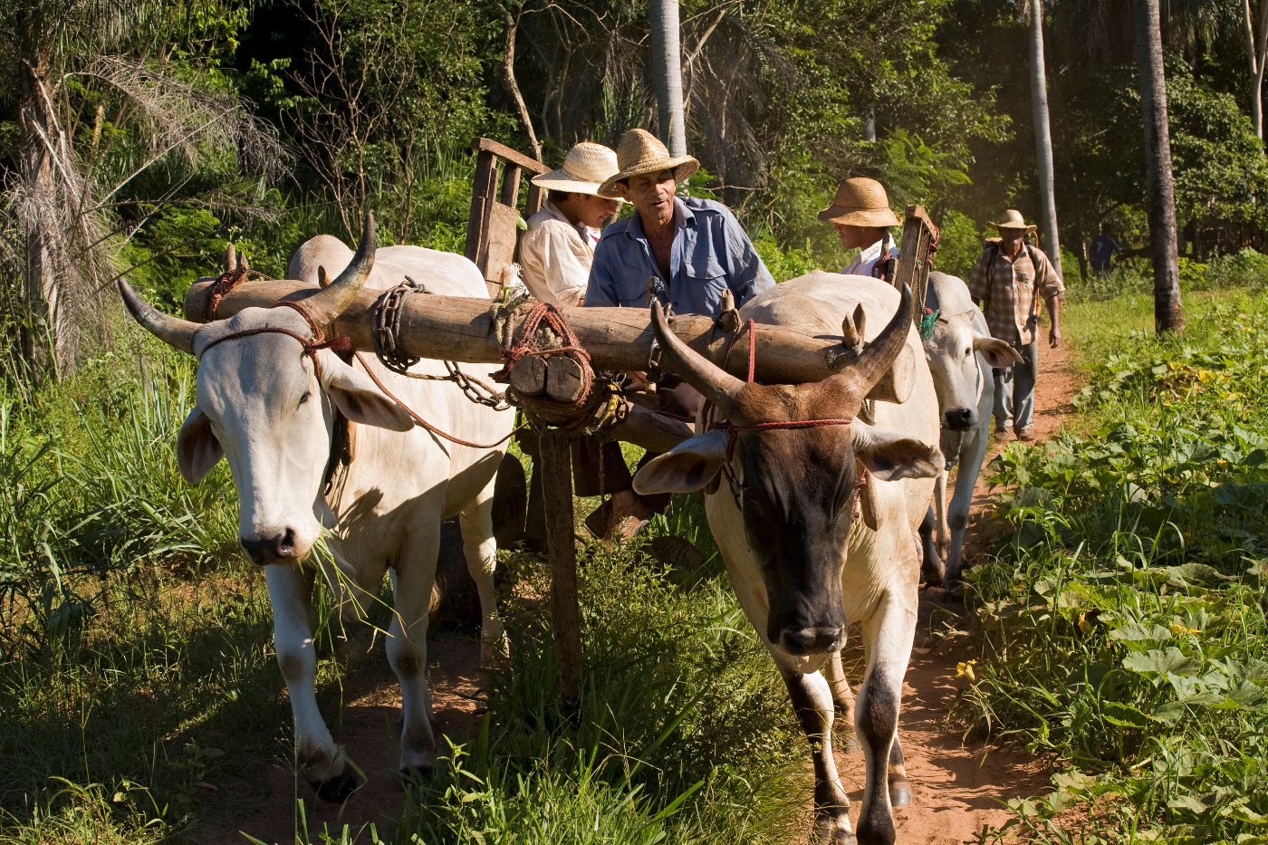 Campesinos in Ostparaguay mit einem Ochsengespann. Foto (Symbolbild): Adveniat/Jürgen Escher