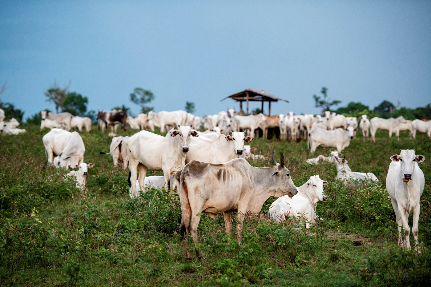 Rinderweiden auf abgeholzten Amazonas-Waldflächen zwischen Alenquer und Obidos in Brasilien. Foto: Adveniat/Florian Kopp