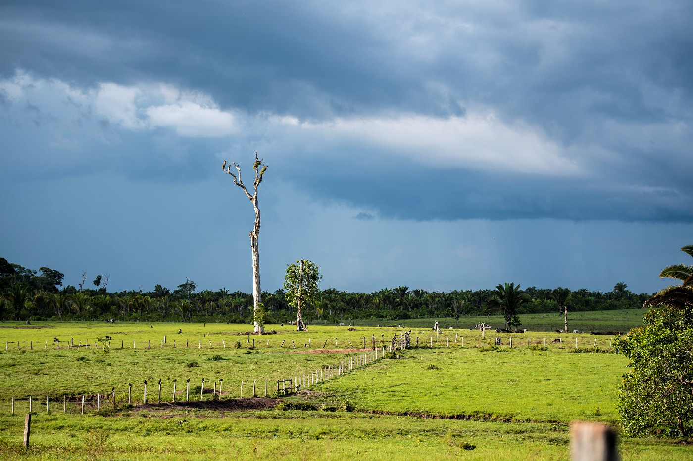 Rinderweiden im brasilianischen Amazonas-Regenwald zwischen Alenquer und Obidos. Foto: Adveniat/Florian Kopp