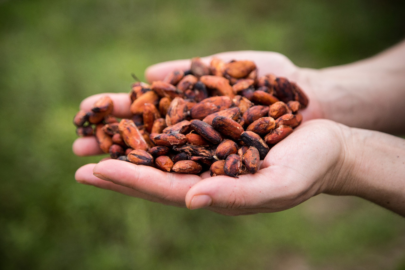 Kakaobohnen aus kleinbäuerlichem Anbau in Alta Fiorencia im ecuadorianischen Amazonasgebiet. Foto (Symbolfoto): Adveniat/Martin Steffen