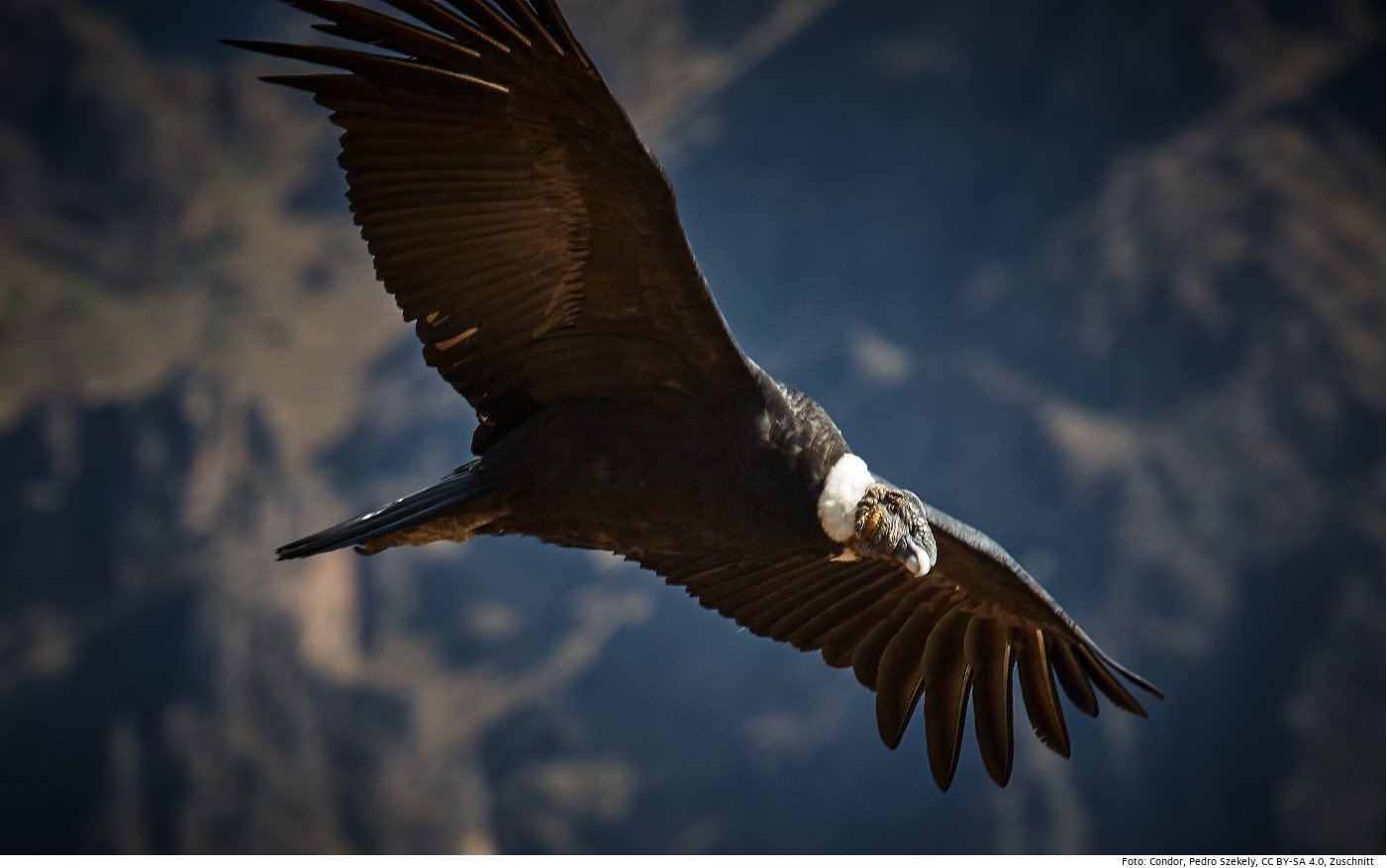 Andenkondor in Peru. Foto: Condor, Pedro Szekely, CC BY-SA 4.0, Zuschnitt