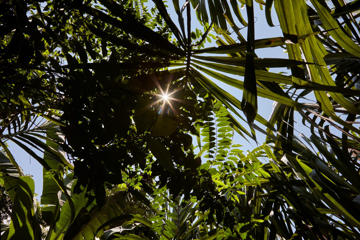 Dichtes Regenwalddach im peruanischen Amazonasgebiet in der Nähe von Puerto Luz. Foto (Symbolbild): Adveniat/Tina Umlauf