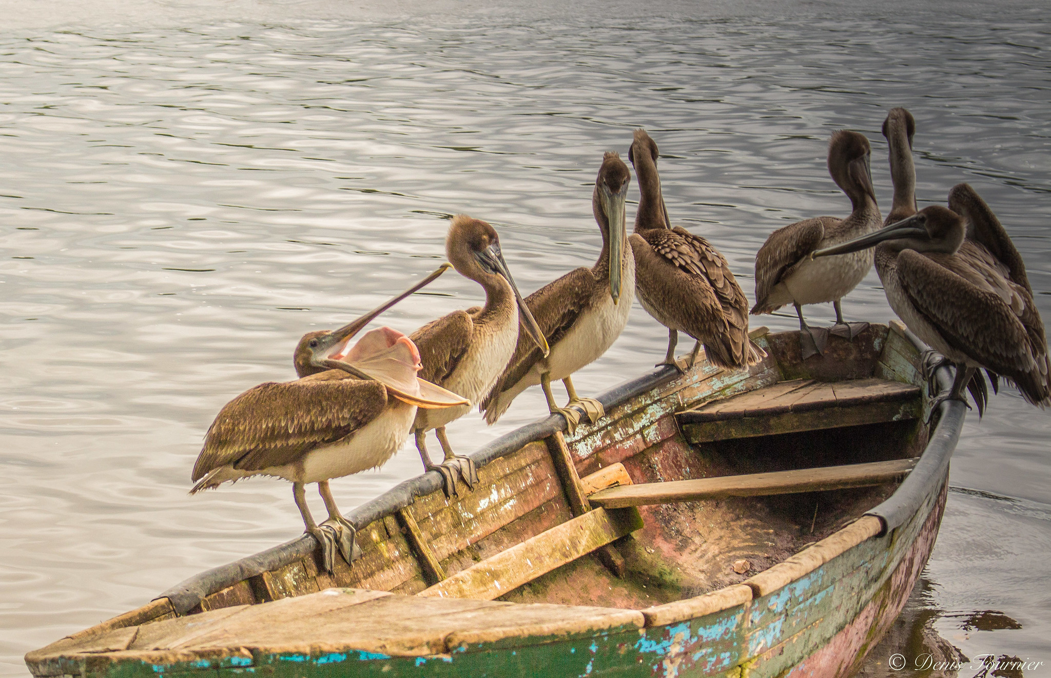 Pelikane auf einem Holzboot