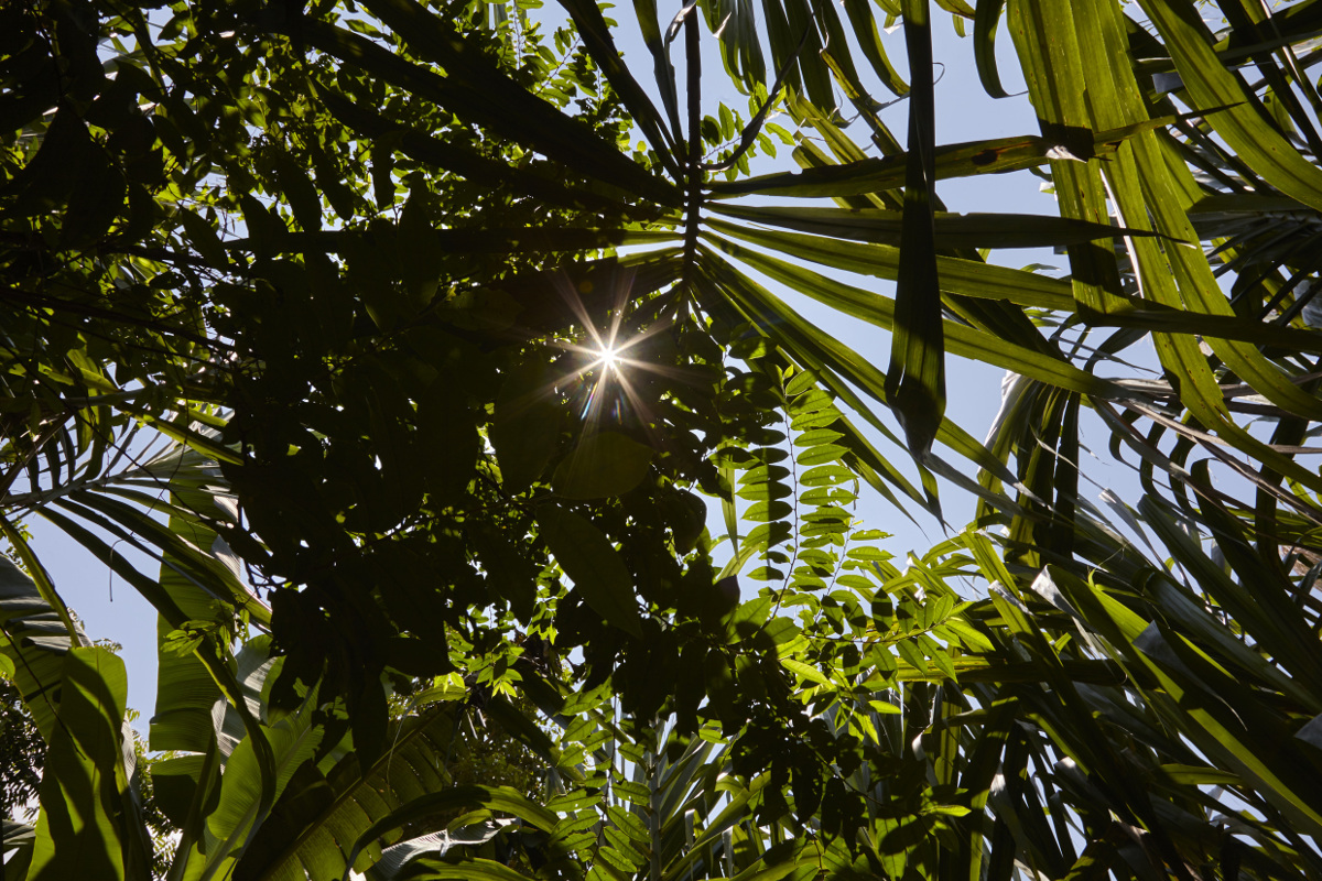 Blick durch das Blätterdach des peruanischen Amazonas-Waldes. Foto: Adveniat/Tina Umlauf