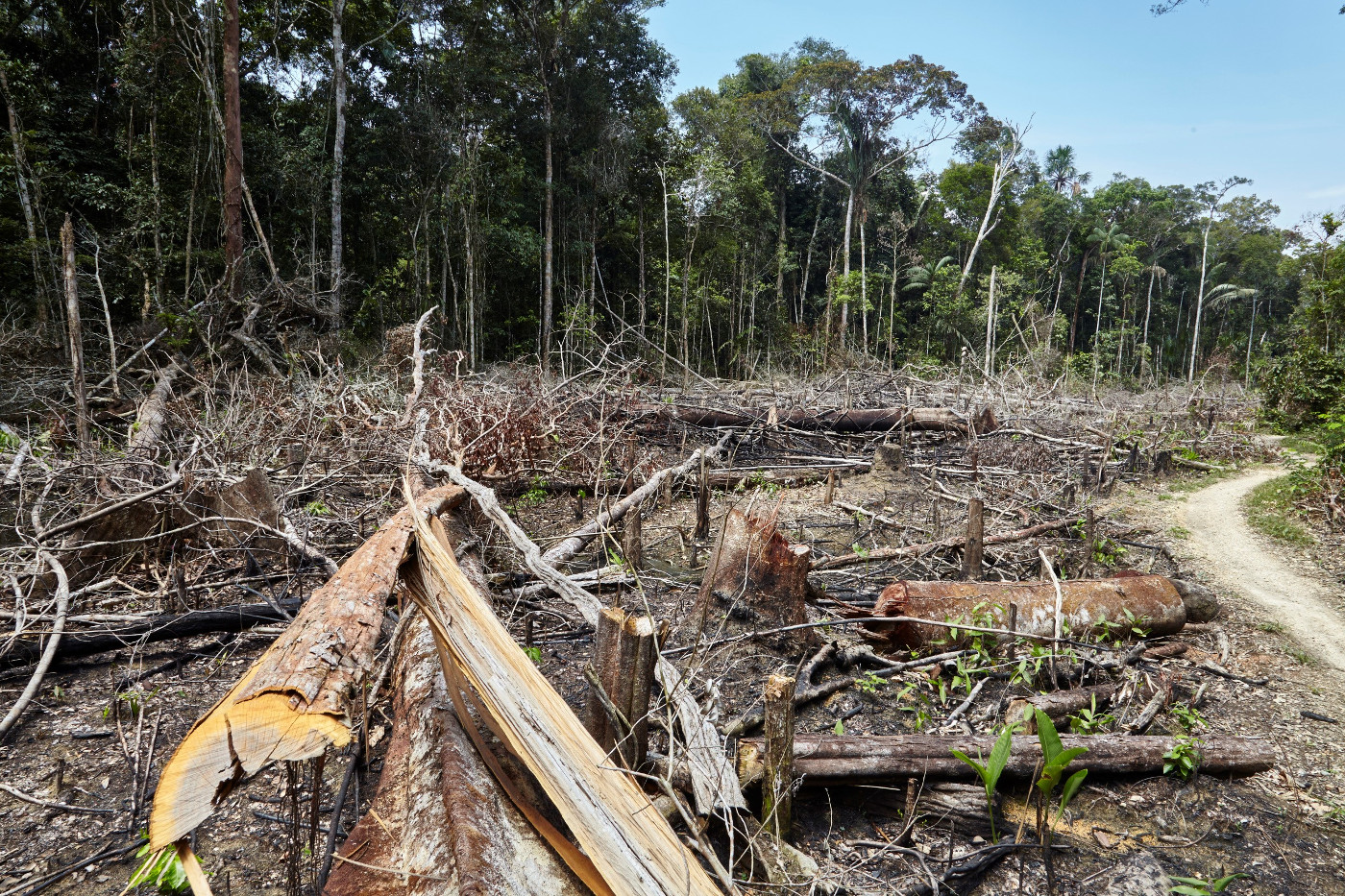 Abholzung im peruanischen Amazonas-Regenwald. Foto (Symbolbild): Adveniat/Tina Umlauf