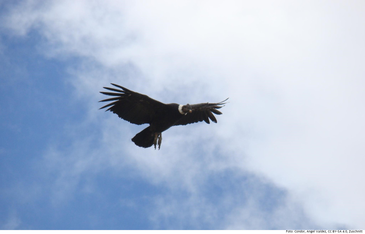 Der Andenkondor ist ein Meister des Segelflugs. Er zählt zu den Geiern und ernährt sich von Aas. Foto: Condor, Angel Valdez, CC BY-SA 4.0, Zuschnitt