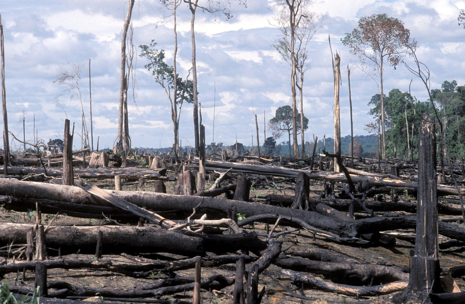 Brasilien Amazonas Abholzung Brandrodung Adveniat Lateinamerika