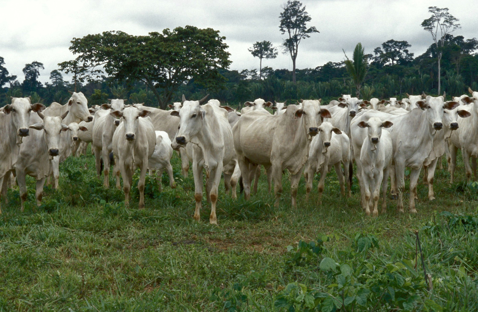Lateinamerika Brasilien Amazonas Rinder Adveniat