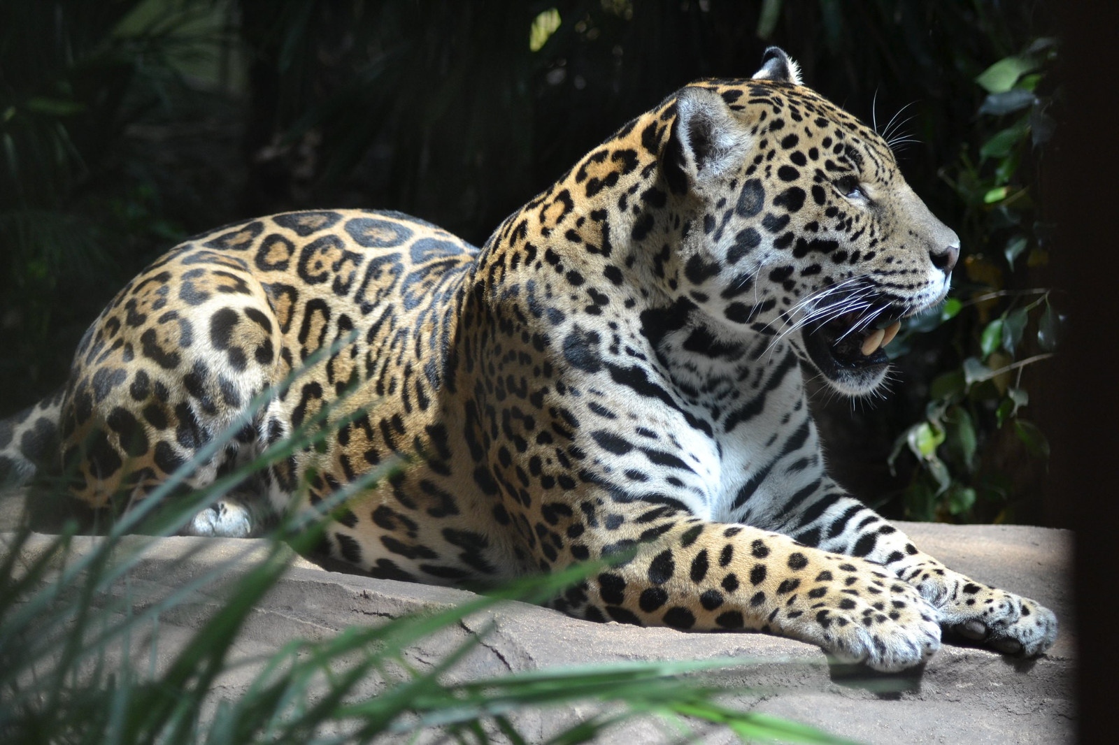 Lateinamerika Bolivien Umwelt Jaguar