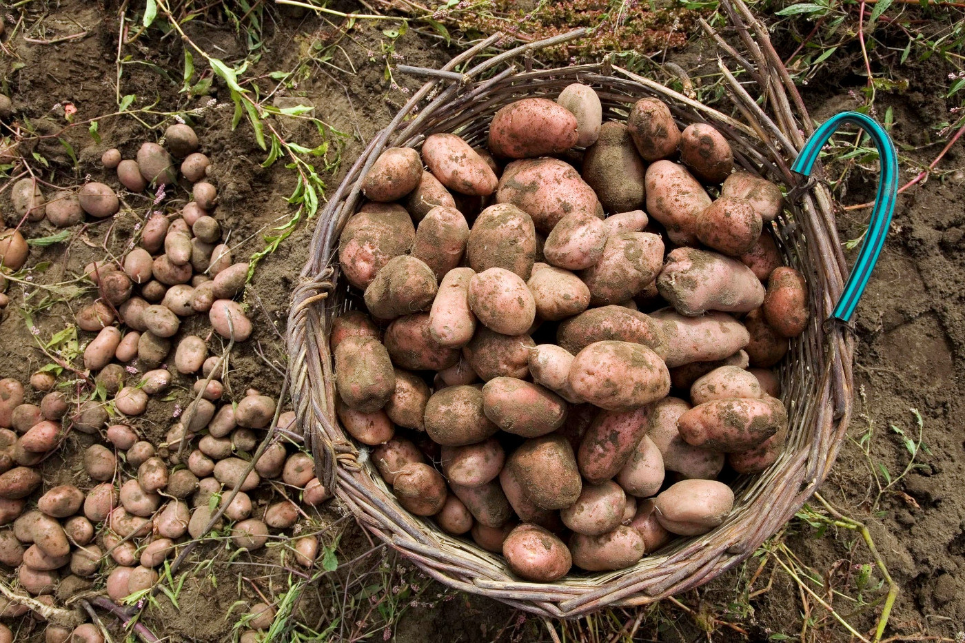 Kartoffelernte in der Mapuche-Gemeinde Marcelo Travol Llanca in der Nähe von Temuco im Süden von Chile. Foto (Symbolbild): Adveniat/Jürgen Escher