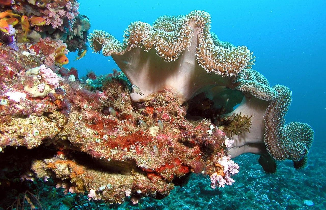Korallen. Symbolfoto: Pixabay, CCO1.0