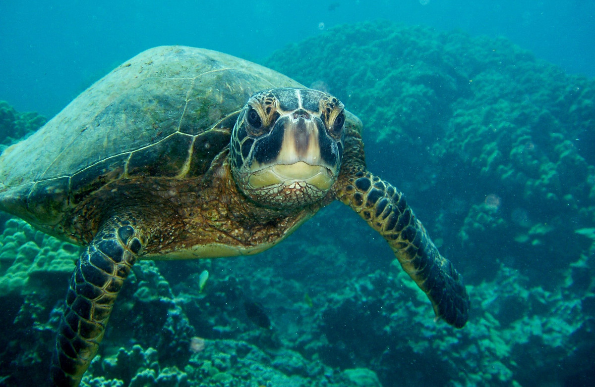 Meeresschildkröte. Foto (Symbolbild): Flickr, CCO1.0