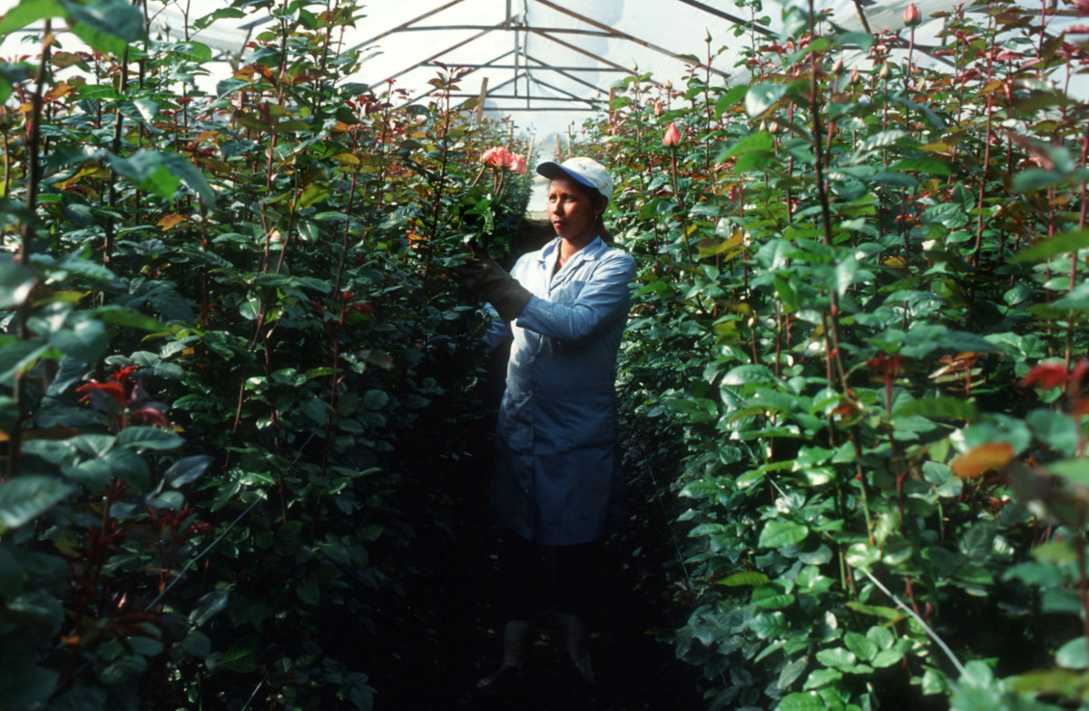 Arbeiterin in einem Rosengewächshaus in Kolumbien. Das Land zählt zu den größten Blumenexporteuren der Welt. Symbolfoto: Adveniat/Rolf Bauderdick
